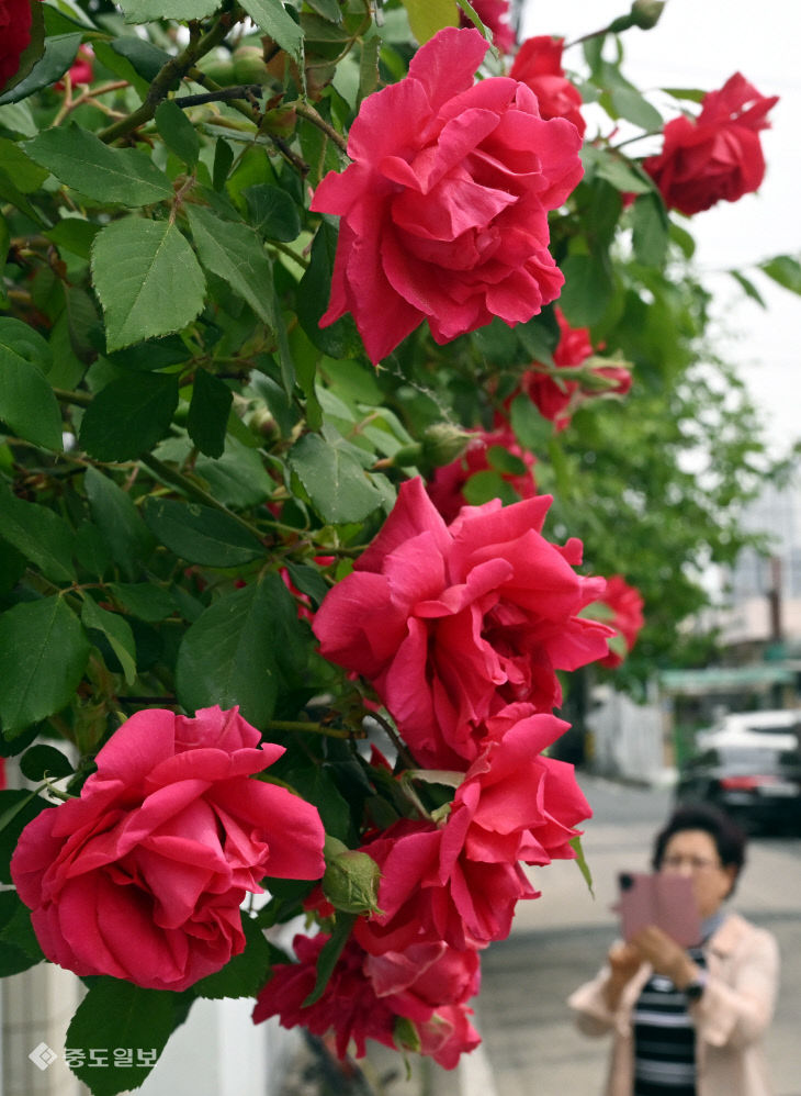 20260429-장미꽃 개화