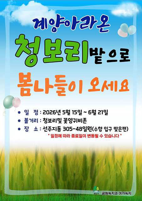 0507 계양구, 계양아라온 청보리밭으로 봄나들이 오세요(2)
