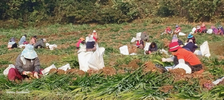 사본 - (사진3)계절근로자 현장사진