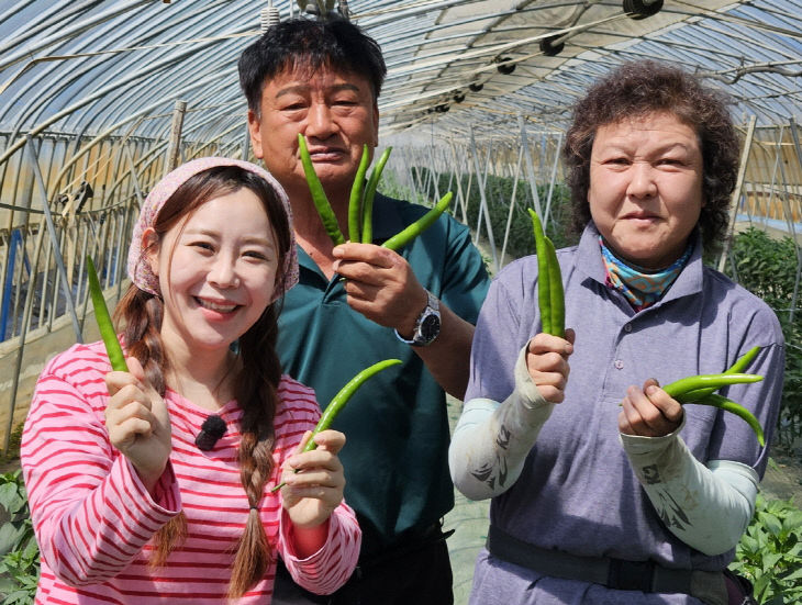 청양 아삭이고추
