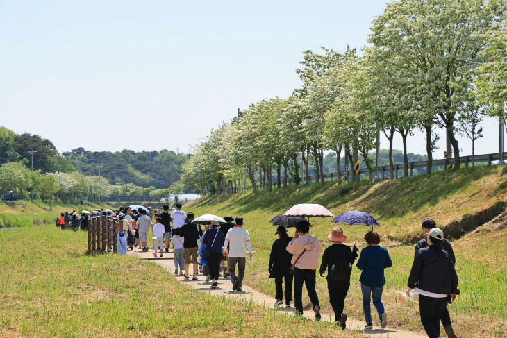 사본 - (사진2) 이팝나무2