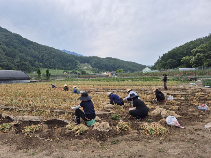 보도 1) 지난해 농촌일손돕기(2)