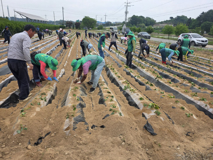 봉산면 새마을 고구마 심기(1)