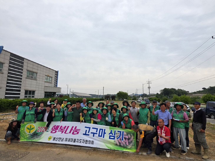 봉산면 새마을 고구마 심기(2)