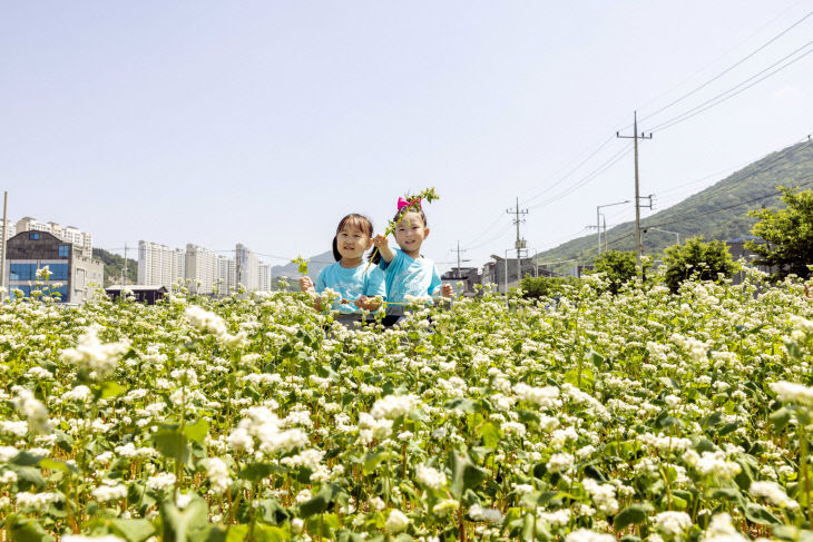 칠곡 메밀꽃