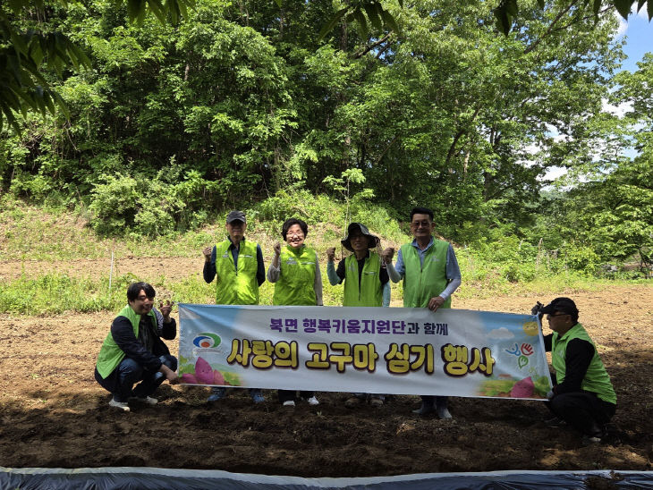 북면(행키 고구마 심기)