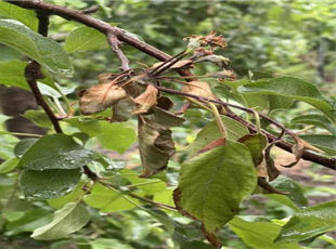 발생 부위(신초) 산외면 백석리