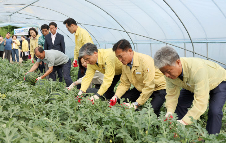 성내스테비아 고창수박 수확행사(2)