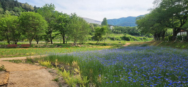 충주 수안보, '꽃으로 물든 온천 도시'로 변신…새로운 볼거리