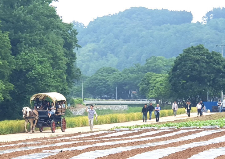 보도 4) 대가천 청보릿길 걷기 축제