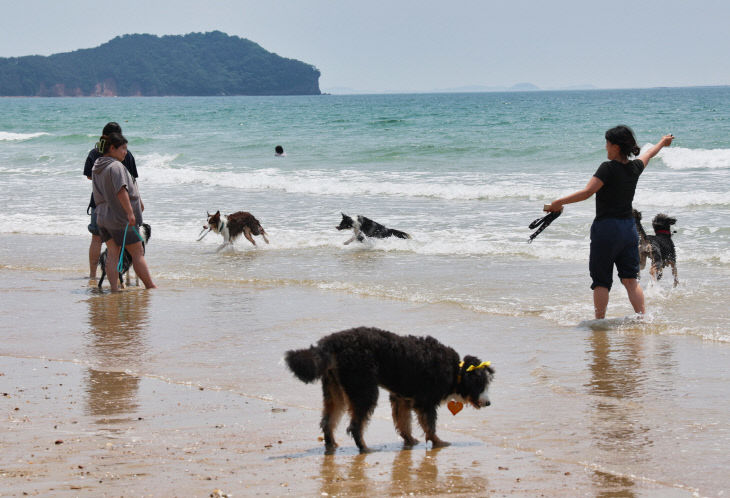 1. 댕댕한바퀴 반려동물 해변 운동회 (1)