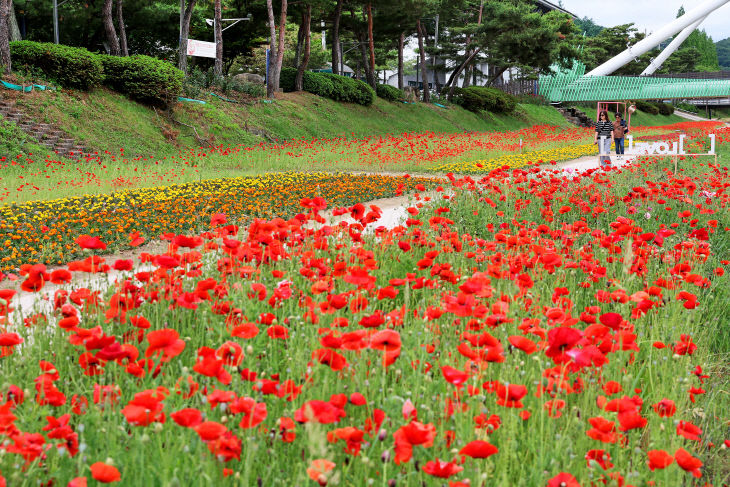 괴산읍 동진천변 꽃길 (3)