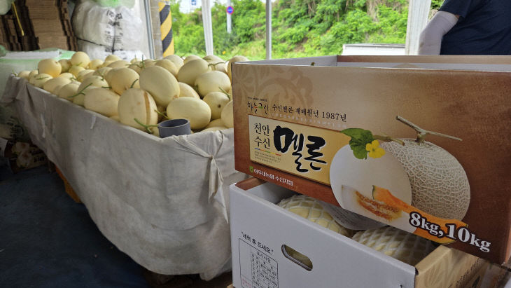 기술보급과 하늘그린 멜론1