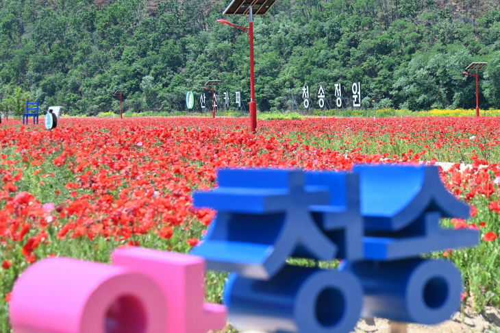 청송정원 꽃양귀비 단지 무료 개방) (2)