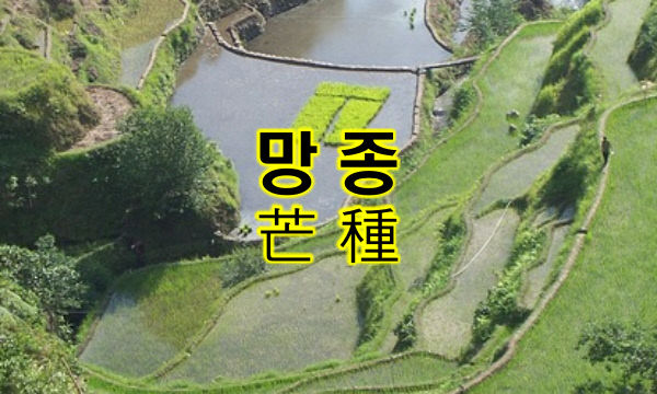 26.6.4.) 한국과 중국의 망종 비교_람보정