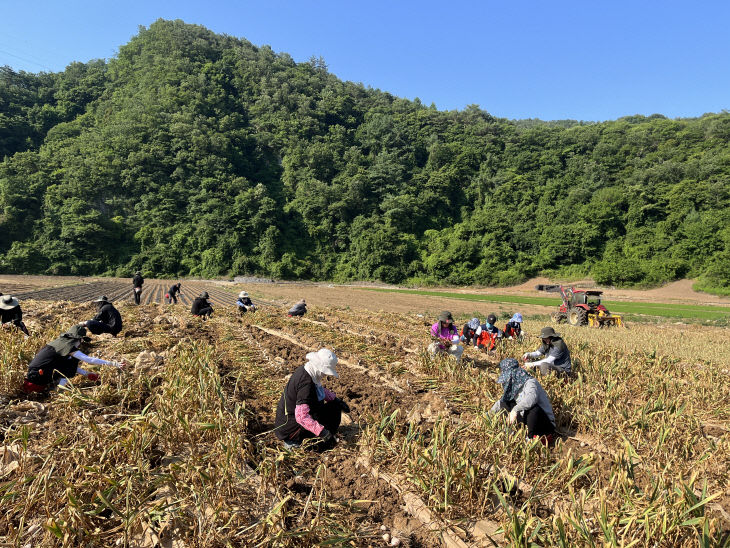 보도 1) 마늘 수확 일손 지원 모습_가곡(1)