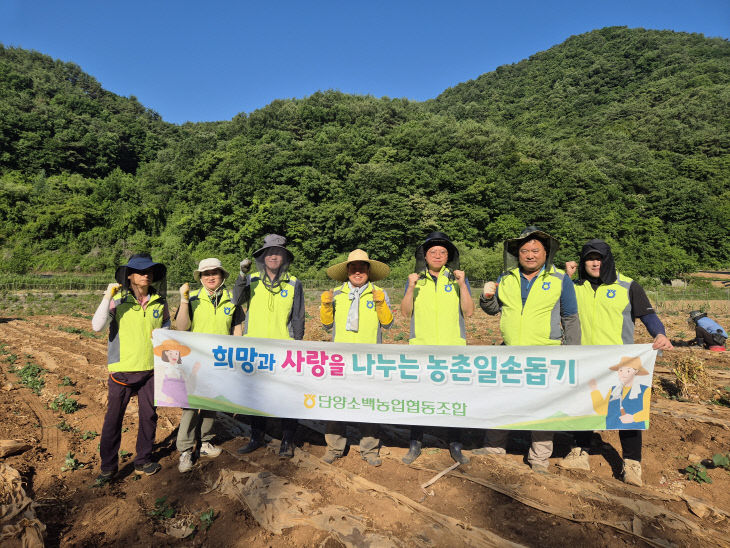 마늘 일손돕기