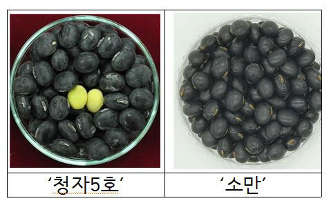 캡처