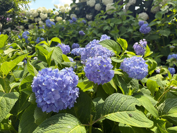 공주 유구색동수국정원 꽃축제 사진 (5)