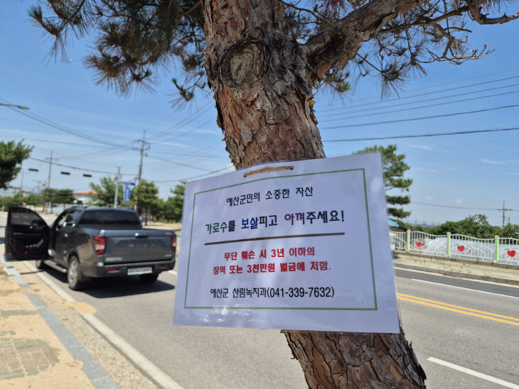 10.가로수 수목보호 표찰 부착 모습
