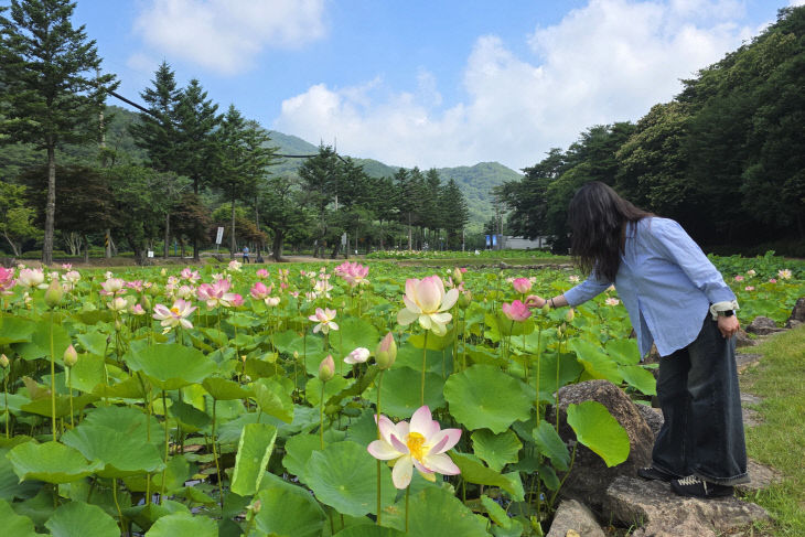 7.3.보은군 속리산 연꽃단지, 연분홍 꽃물
