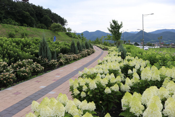 사진2) 옥천묘목공원 수국 사진