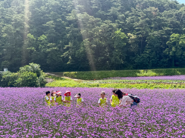 보도 1) 가곡면에 핀 버베나(2)