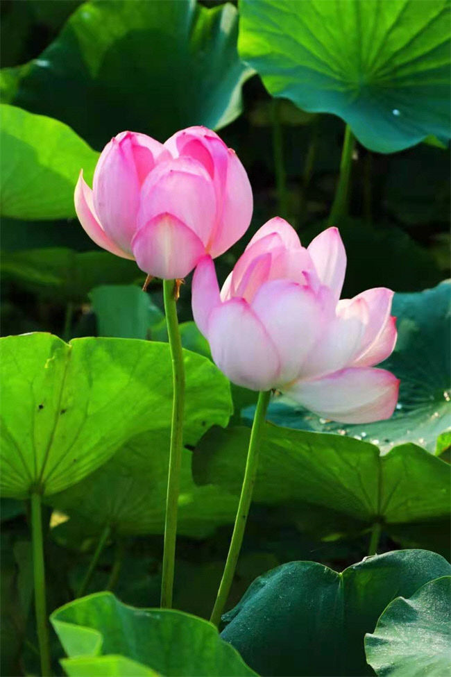 26.7.16.) 사진 1_내 고향 하얼빈의 여름 연꽃 축제_람보정