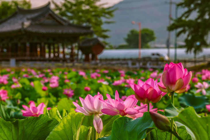 청도 제7경
