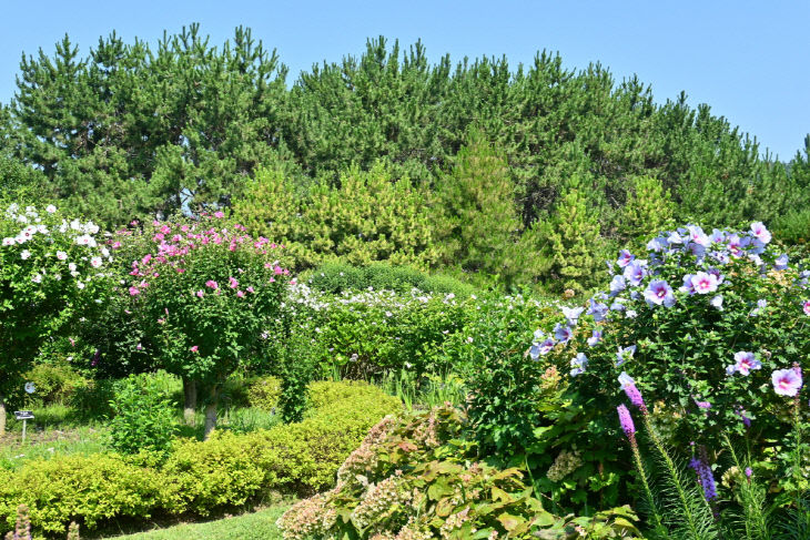 2. 천리포수목원 무궁화동산의 풍경