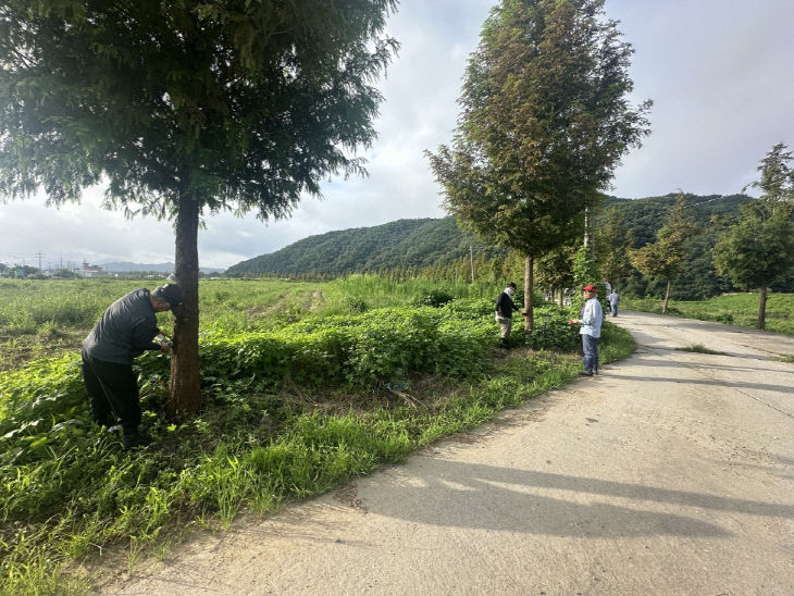 우성면 메타세쿼이아길 방제