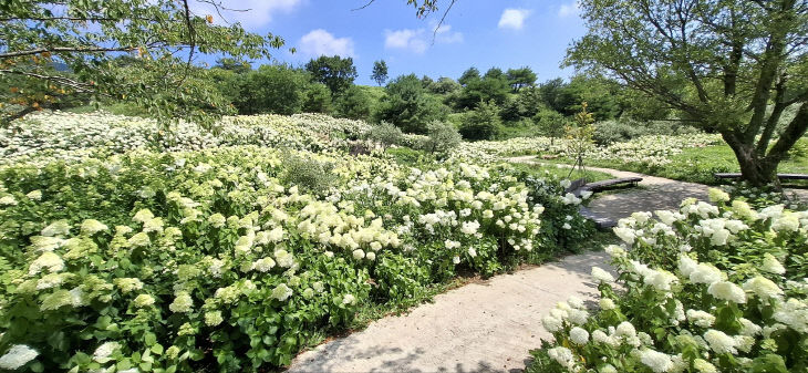 합천군 황매산 수국 정원, 여름 대표 관광자원 주목