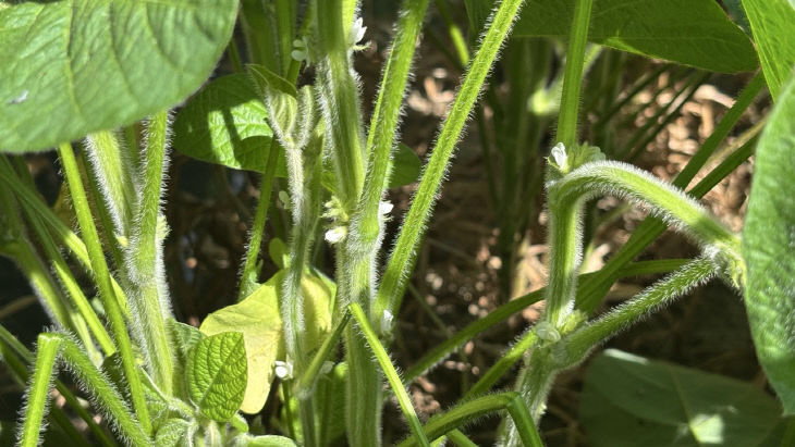 정읍시 “순지르기 멈추고 물 관리 철저” (1)