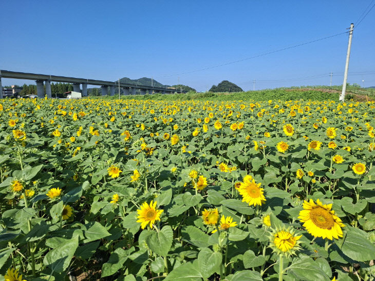 의당면 해바라기 보도자료 사진 (1)
