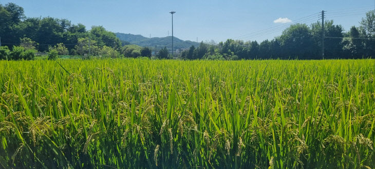 KakaoTalk_20260814_111827371
