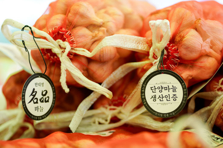 보도 3) 단양마늘(1)