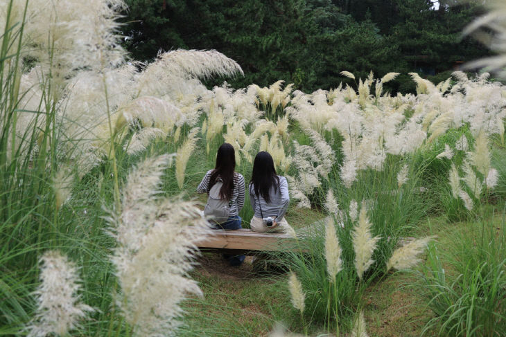 천리포수목원 팜파스그래스.