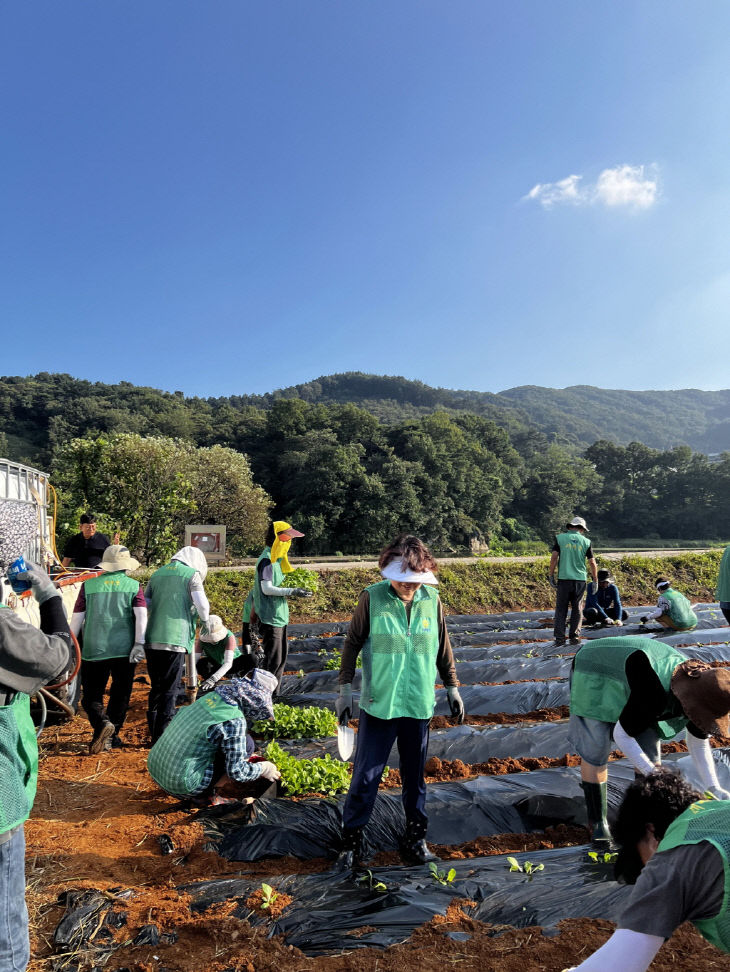 사곡면 새마을 배추심기