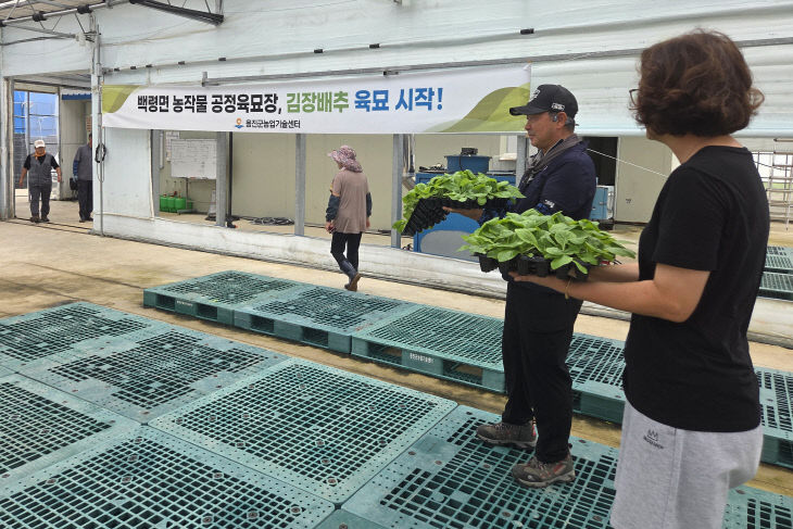 김장배추 우량묘 공급)(2)