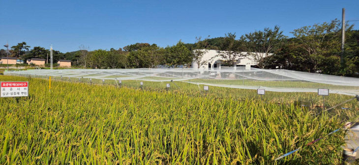 서천군농업기술센터가 운영하는 벼 품종비교전시포
