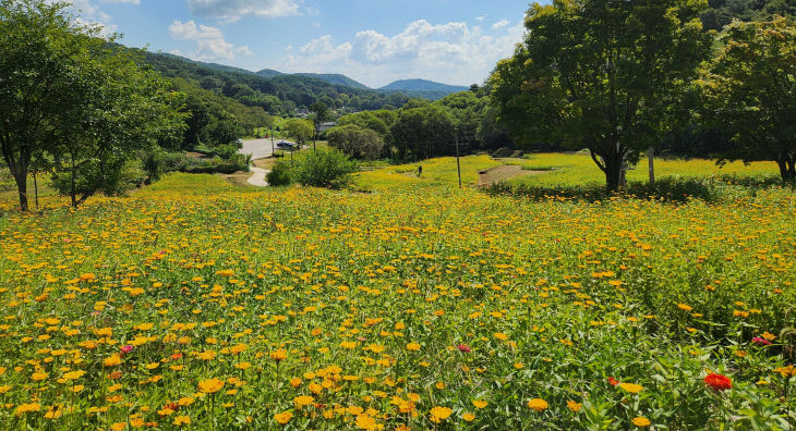 03.1 청주 상당산성, 백일홍·코스모스로 가을빛 물든다. 사진