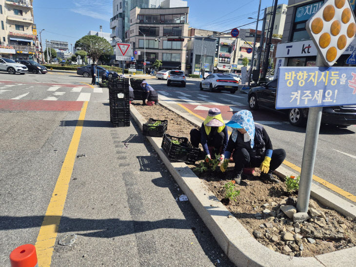 3. 아산시, 가을꽃 7만 본 tladj