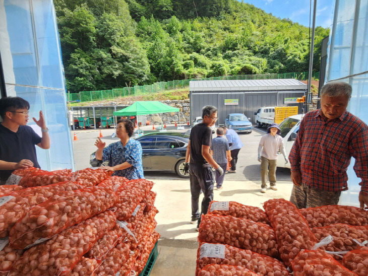 보도 2) 단양마늘 우량종구 공급(1)