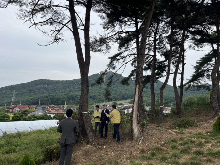 소나무재선충병 피해현장 점검
