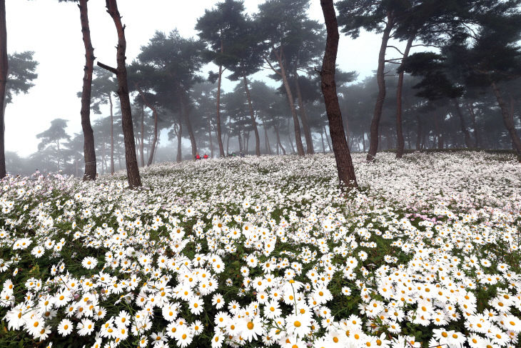 관광·체육·문화 공간 넓힌다(구절초 꽃축제) (2)