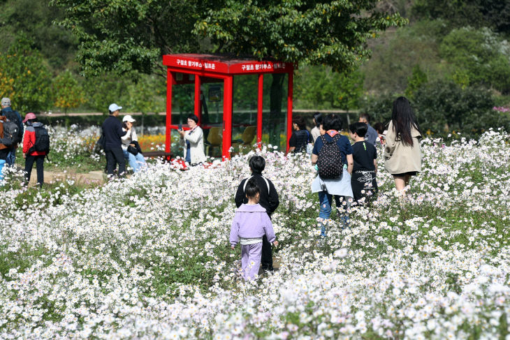 관광·체육·문화 공간 넓힌다(구절초 꽃축제) (3)