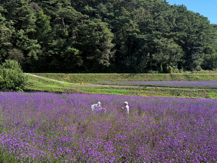 보도 1) 가곡면 버베나 꽃밭(3)