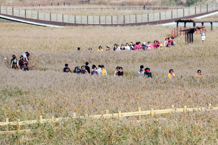 1-강진만 갈대축제6