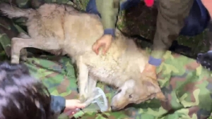 [포획영상] 오월드 탈출한 `늑구` 열흘만에 생포 `건강 이상없어`