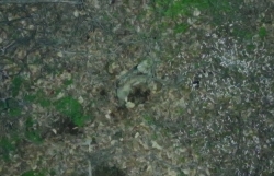 대전동물원 `늑구` 생포 직전 포위망 달아나… `건강·은신구역 확인, 포획 가능성↑`